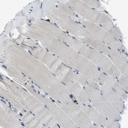 Invitrogen EDARADD Polyclonal Antibody 100 &mu;L; Unconjugated:Antibodies,