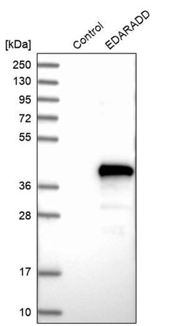 Invitrogen EDARADD Polyclonal Antibody 100 &mu;L; Unconjugated:Antibodies,