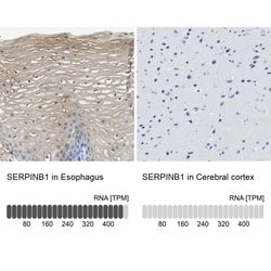 Invitrogen SERPINB1 Polyclonal Antibody 100 &mu;L; Unconjugated:Antibodies,