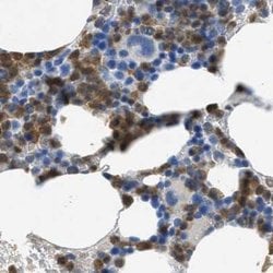 Invitrogen SERPINB1 Polyclonal Antibody 100 &mu;L; Unconjugated:Antibodies,