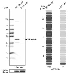 Invitrogen SERPINB1 Polyclonal Antibody 100 &mu;L; Unconjugated:Antibodies,