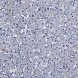 Invitrogen SPEG Polyclonal Antibody 100 &mu;L; Unconjugated:Antibodies,