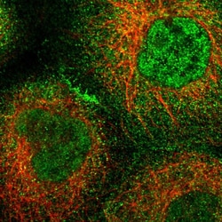 Invitrogen ARHGEF12 Polyclonal Antibody 100 &mu;L; Unconjugated:Antibodies,