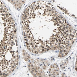 Invitrogen ARHGEF12 Polyclonal Antibody 100 &mu;L; Unconjugated:Antibodies,