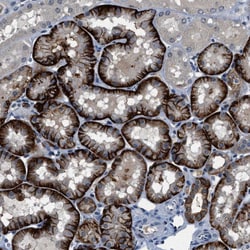 Invitrogen PHLDA1 Polyclonal Antibody 100 &mu;L; Unconjugated:Antibodies,