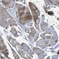 Invitrogen PHLDA1 Polyclonal Antibody 100 &mu;L; Unconjugated:Antibodies,