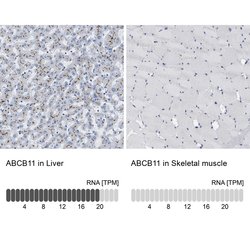 Invitrogen ABCB11 Polyclonal Antibody 100 &mu;L; Unconjugated:Antibodies,