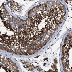 Invitrogen OR10S1 Polyclonal Antibody 100 &mu;L; Unconjugated:Antibodies,