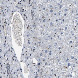 Invitrogen RBM28 Polyclonal Antibody 100 &mu;L; Unconjugated:Antibodies,