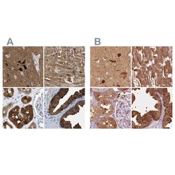 Invitrogen CRYM Polyclonal Antibody 100 &mu;L; Unconjugated:Antibodies,