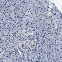Invitrogen CRYM Polyclonal Antibody 100 &mu;L; Unconjugated:Antibodies,