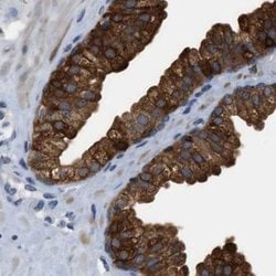 Invitrogen CRYM Polyclonal Antibody 100 &mu;L; Unconjugated:Antibodies,