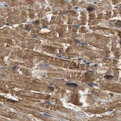 Invitrogen CRYM Polyclonal Antibody 100 &mu;L; Unconjugated:Antibodies,