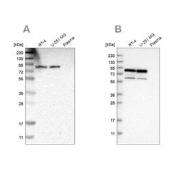 Invitrogen Nuclear Matrix Protein p84 Polyclonal Antibody 100 &mu;L; Unconjugated:Antikörper
