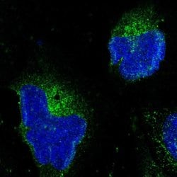 Invitrogen HAPLN1 Polyclonal Antibody 100 &mu;L; Unconjugated:Antibodies,