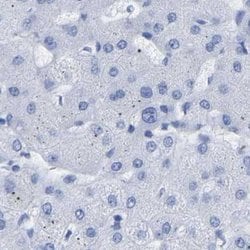 Invitrogen HAPLN1 Polyclonal Antibody 100 &mu;L; Unconjugated:Antibodies,