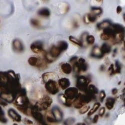 Invitrogen HAPLN1 Polyclonal Antibody 100 &mu;L; Unconjugated:Antibodies,