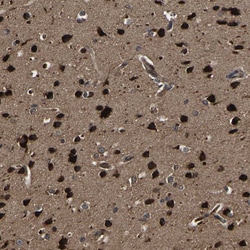 Invitrogen CRYZL1 Polyclonal Antibody 100 &mu;L; Unconjugated:Antibodies,