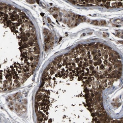 Invitrogen CRYZL1 Polyclonal Antibody 100 &mu;L; Unconjugated:Antibodies,