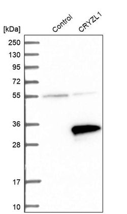 Invitrogen CRYZL1 Polyclonal Antibody 100 &mu;L; Unconjugated:Antibodies,
