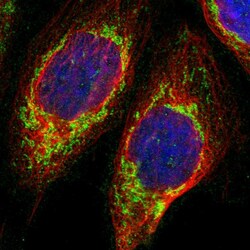 Invitrogen UQCRC2 Polyclonal Antibody 100 &mu;L; Unconjugated:Antibodies,