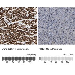 Invitrogen UQCRC2 Polyclonal Antibody 100 &mu;L; Unconjugated:Antibodies,
