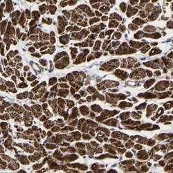 Invitrogen UQCRC2 Polyclonal Antibody 100 &mu;L; Unconjugated:Antibodies,