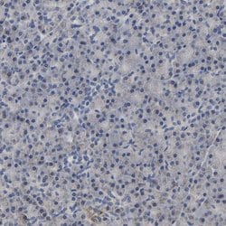 Invitrogen UQCRC2 Polyclonal Antibody 100 &mu;L; Unconjugated:Antibodies,
