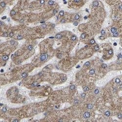Invitrogen UQCRC2 Polyclonal Antibody 100 &mu;L; Unconjugated:Antibodies,