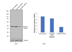 Invitrogen UQCRC2 Polyclonal Antibody 100 &mu;L; Unconjugated:Antibodies,