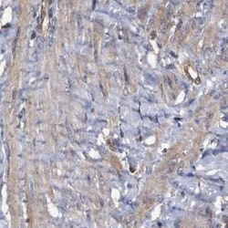 Invitrogen COBL Polyclonal Antibody 100 &mu;L; Unconjugated:Antibodies,