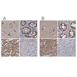 Invitrogen COBL Polyclonal Antibody 100 &mu;L; Unconjugated:Antibodies,