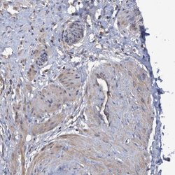 Invitrogen COBL Polyclonal Antibody 100 &mu;L; Unconjugated:Antibodies,
