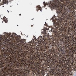 Invitrogen COBL Polyclonal Antibody 100 &mu;L; Unconjugated:Antibodies,