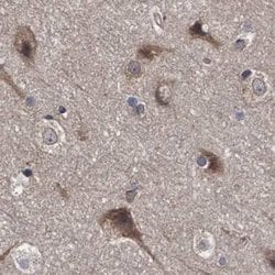 Invitrogen COBL Polyclonal Antibody 100 &mu;L; Unconjugated:Antibodies,