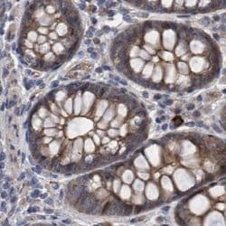 Invitrogen COBL Polyclonal Antibody 100 &mu;L; Unconjugated:Antibodies,