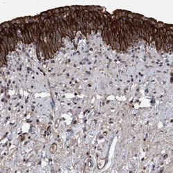 Invitrogen COBL Polyclonal Antibody 100 &mu;L; Unconjugated:Antibodies,