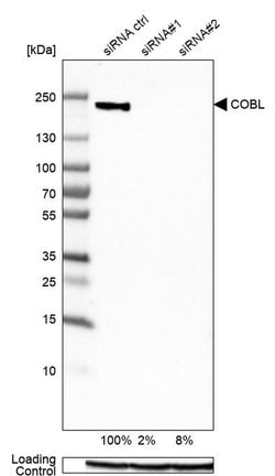 Invitrogen COBL Polyclonal Antibody 100 &mu;L; Unconjugated:Antibodies,