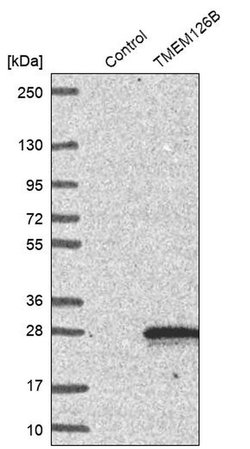 TMEM126B Polyclonal Antibody, Invitrogen 100 &mu;L; Unconjugated:Antibodies,