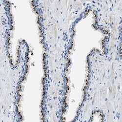 BRICD5 Polyclonal Antibody:Antibodies, Polyclonal