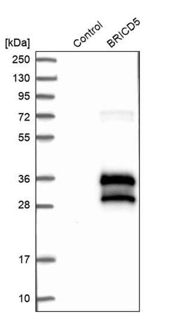 BRICD5 Polyclonal Antibody:Antibodies, Polyclonal