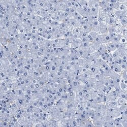 Invitrogen Aquaporin 1 Polyclonal Antibody 100 &mu;L; Unconjugated:Antibodies,