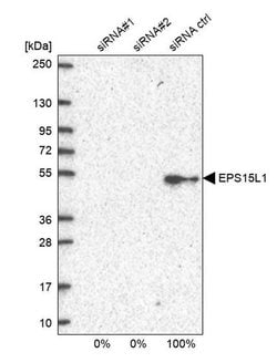 Invitrogen EPS15R Polyclonal Antibody 100 &mu;L; Unconjugated:Antibodies,