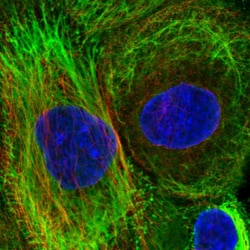 Invitrogen SRRM3 Polyclonal Antibody 100 &mu;L; Unconjugated:Antibodies,