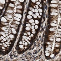 Invitrogen PPWD1 Polyclonal Antibody 100 &mu;L; Unconjugated:Antibodies,
