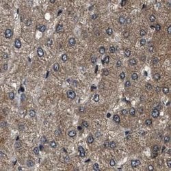 Invitrogen PPWD1 Polyclonal Antibody 100 &mu;L; Unconjugated:Antibodies,