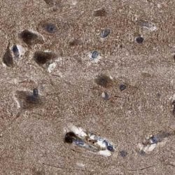 Invitrogen PPWD1 Polyclonal Antibody 100 &mu;L; Unconjugated:Antibodies,