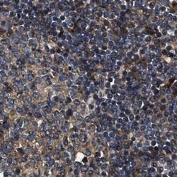 Invitrogen PPWD1 Polyclonal Antibody 100 &mu;L; Unconjugated:Antibodies,