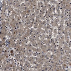 Invitrogen PPWD1 Polyclonal Antibody 100 &mu;L; Unconjugated:Antibodies,