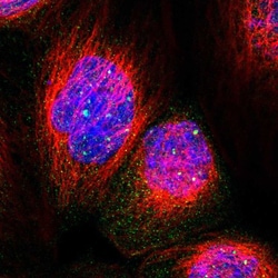 Invitrogen PPWD1 Polyclonal Antibody 100 &mu;L; Unconjugated:Antibodies,